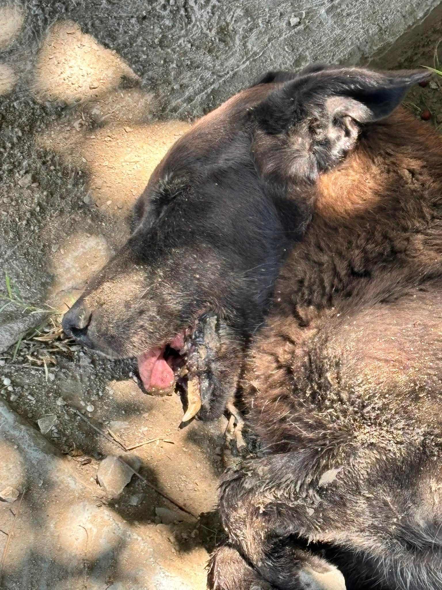 Indigna caso de crueldad animal a perra en Frontera