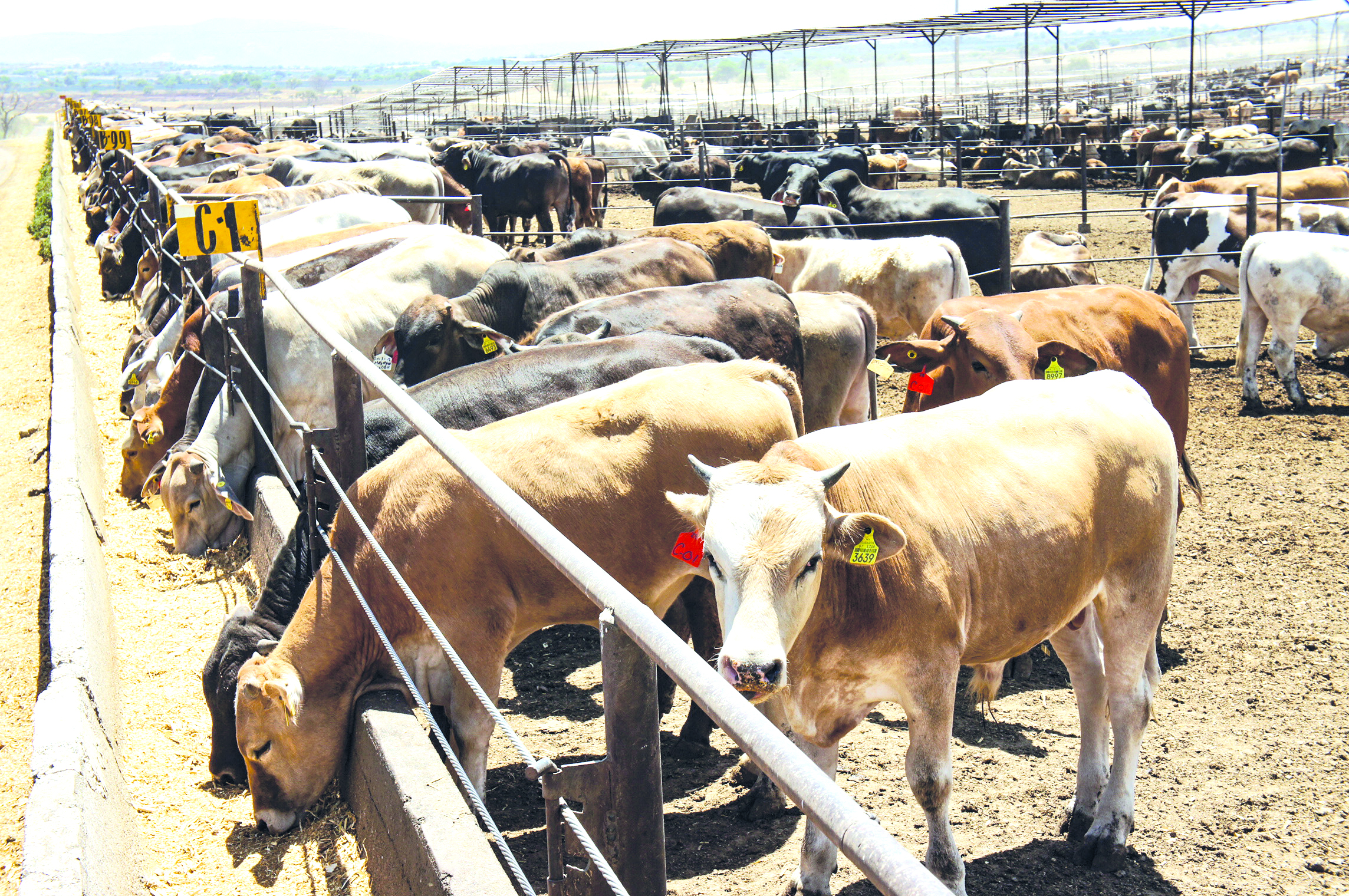 Reanudará exportación de ganado de Coahuila a EU