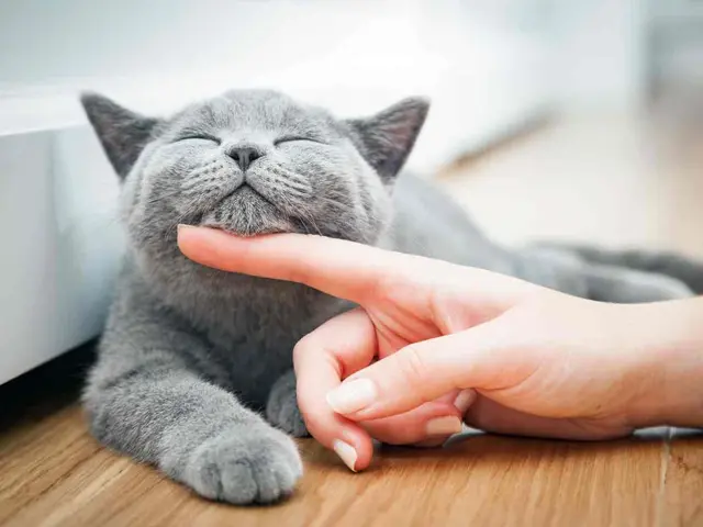 ¿Por qué les decimos “michis” a los gatos? Conoce las teorías detrás del tierno apodo