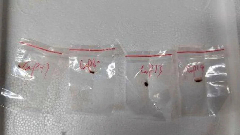 Científica china es arrestada en EU por presunto tráfico de material biológico