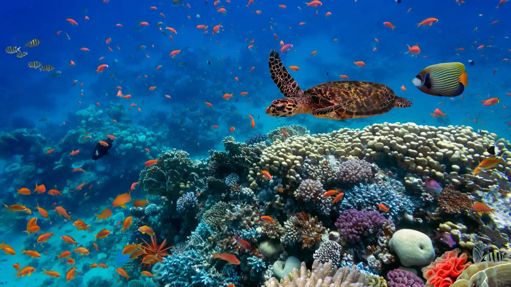 México se suma a acción global para proteger el 30% de los mares del mundo para 2030; estas son sus propuestas