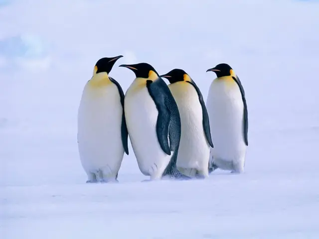 ¿Extinción? La población del pingüino emperador cae 22 % en solo 15 años