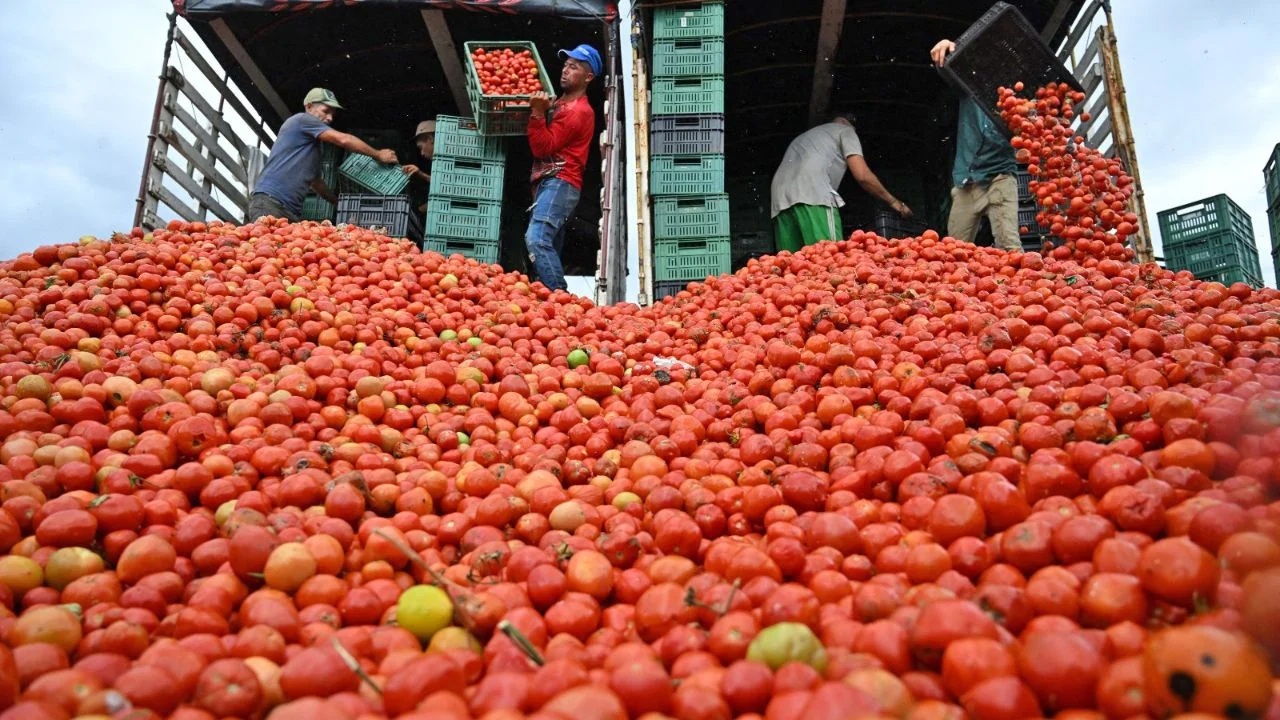 Aplicará EU arancel del 17% a tomate mexicano