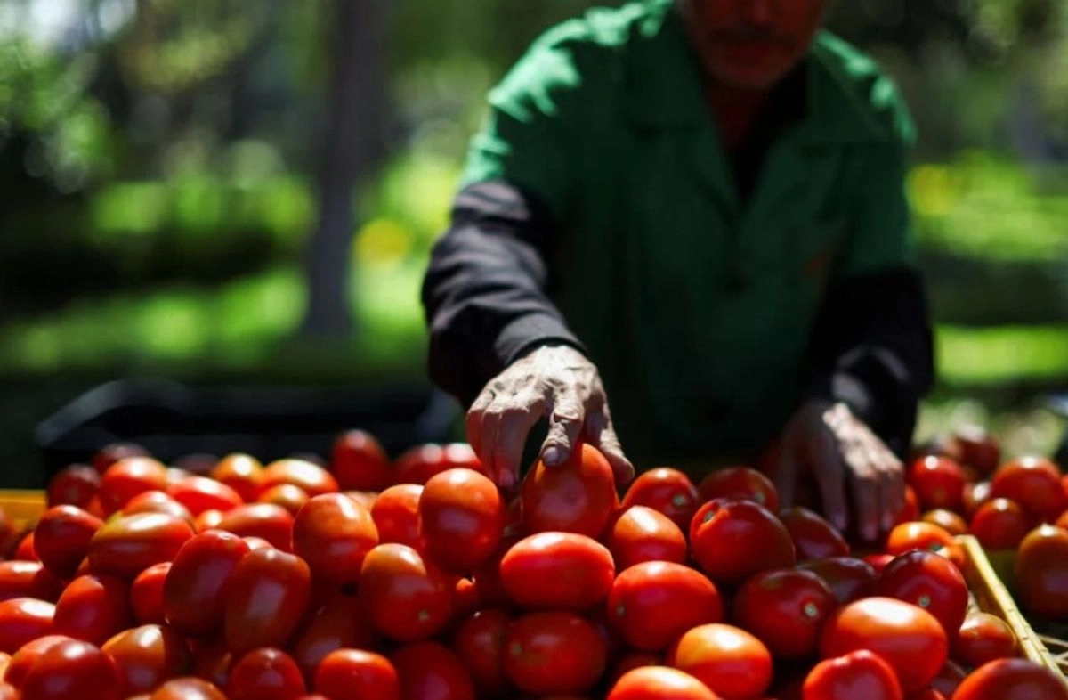 Irremplazable el tomate mexicano