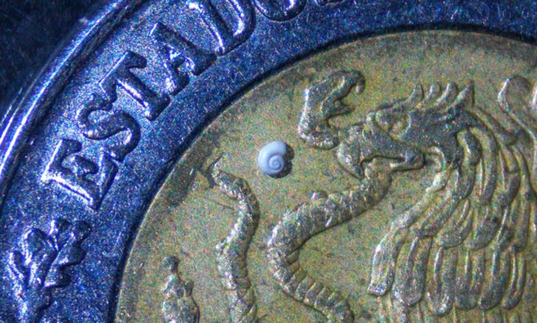 Tiene Coahuila el caracol más pequeño del mundo