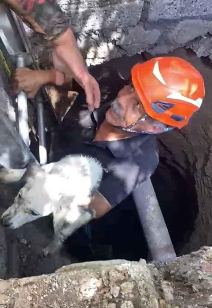Bomberos rescatan a dos perritos atrapados
