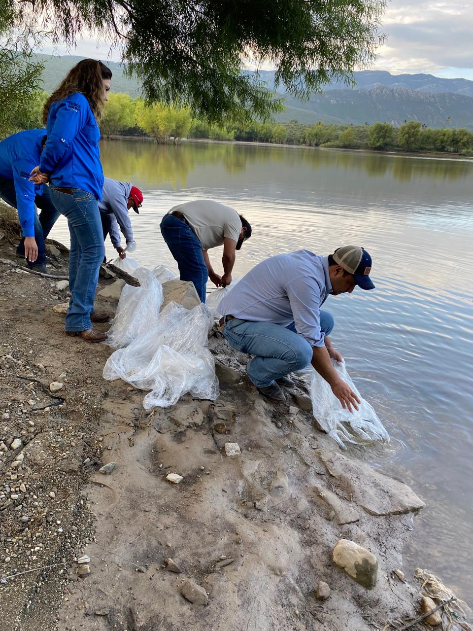 Repuebla Coahuila presas; siembran cien mil peces