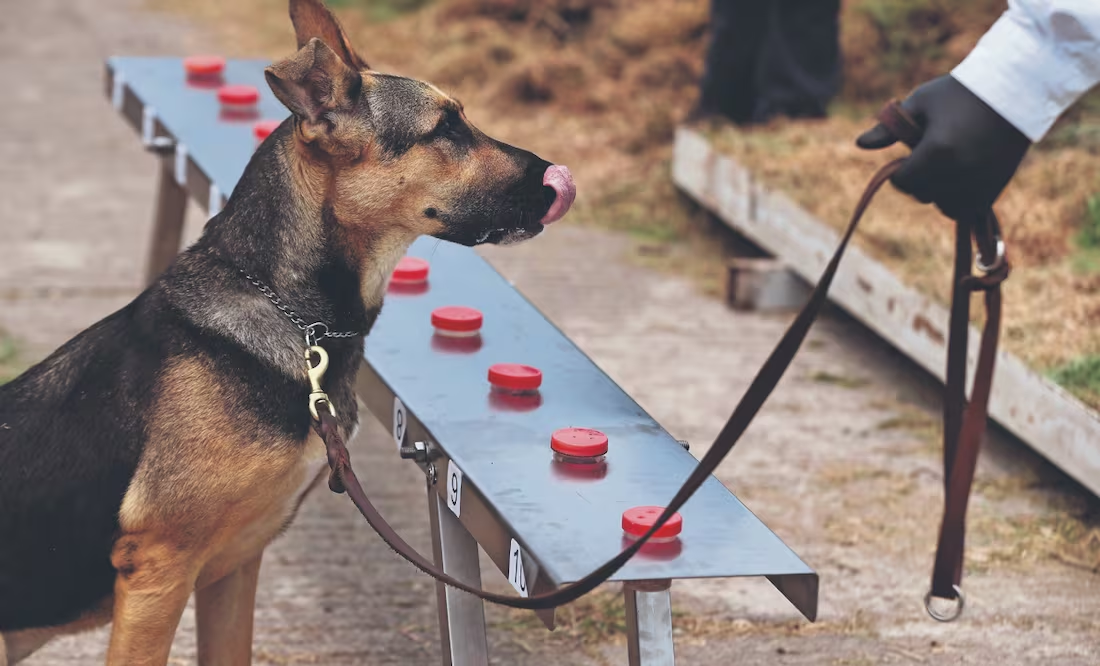 Los súper perros que ayudan a combatir al gusano barrenador
