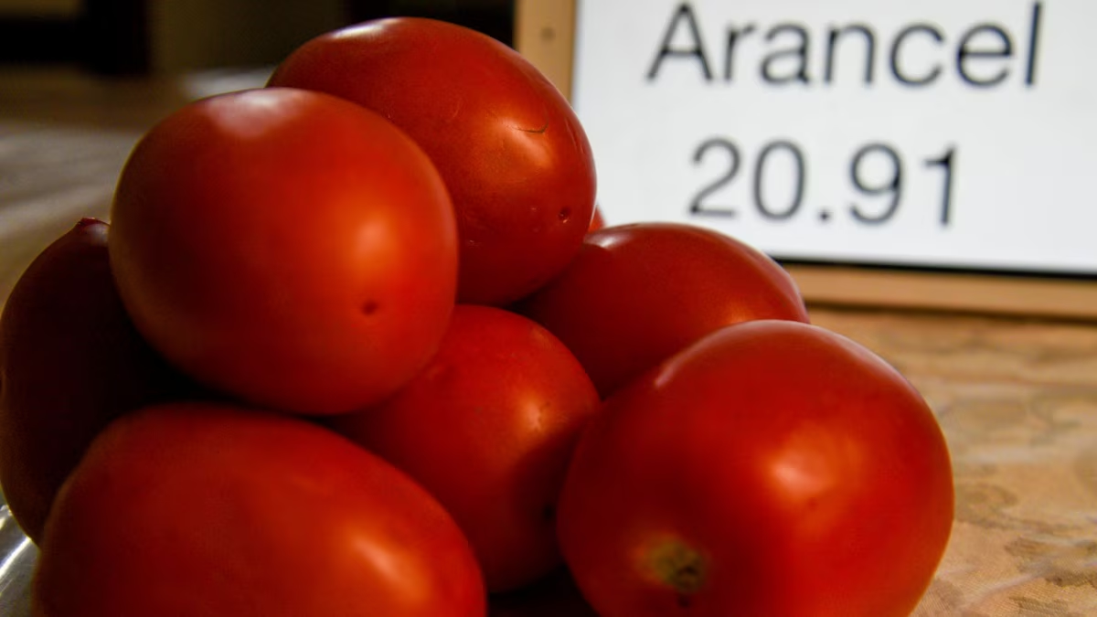 ¿Productores de jitomate mexicano darán la espalda a EU? Buscan acceso a mercado canadiense