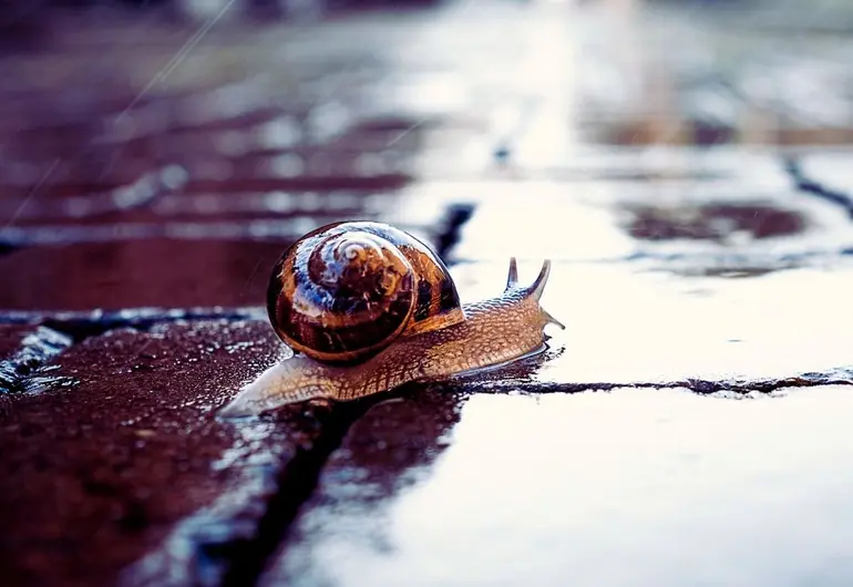 ¿Por qué no debes arrancar a los caracoles del piso cuando llueve?