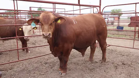 Exportación de carne a EU es una opción viable: Montemayor