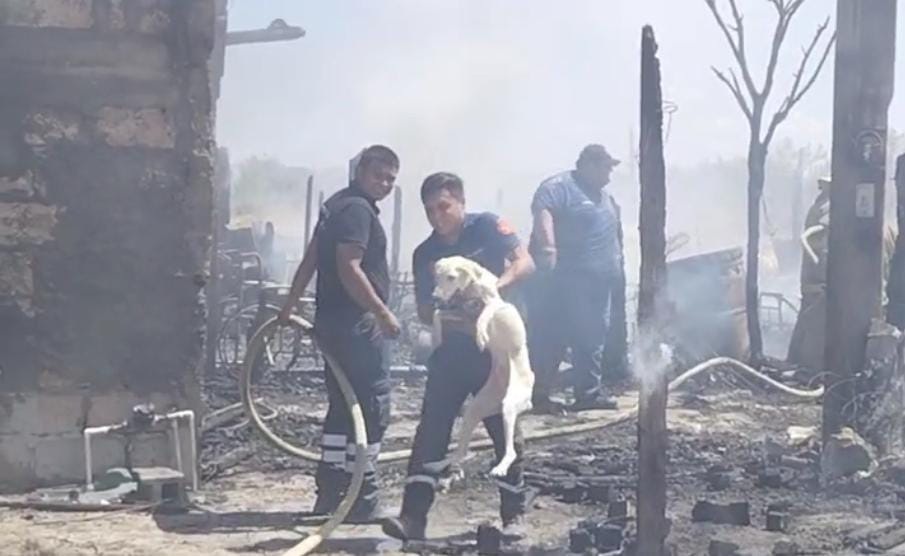 Rescatan bomberos a perrito del fuego