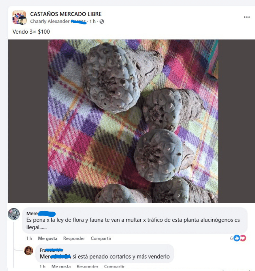 Alertan venta ilegal de peyote en redes