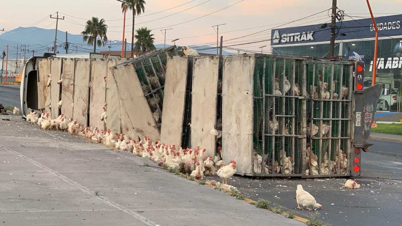 Volcadura deja ‘pollos en fuga’