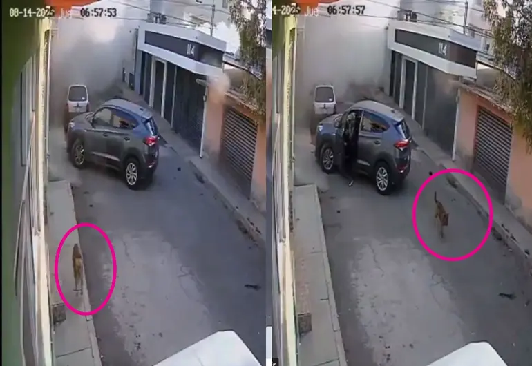 ¡Patas pa’ que te sirven! Perritos corren de explosión en Hidalgo (VIDEO)