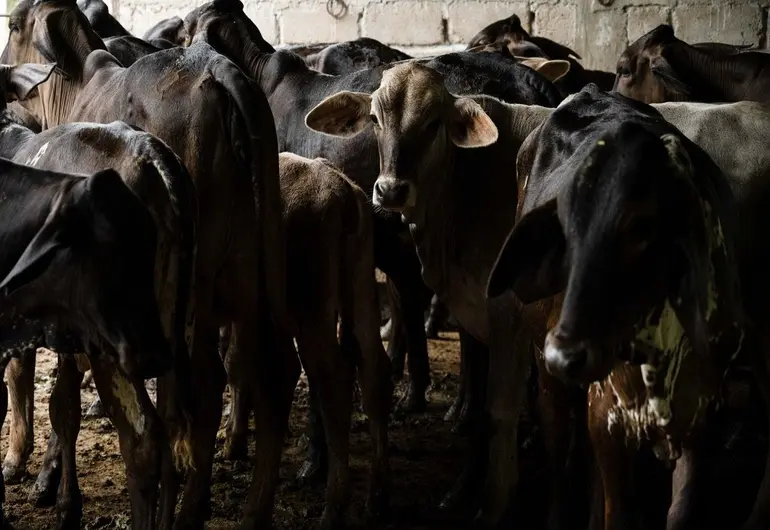 Suman más de 3 mil casos de gusano barrenador en México