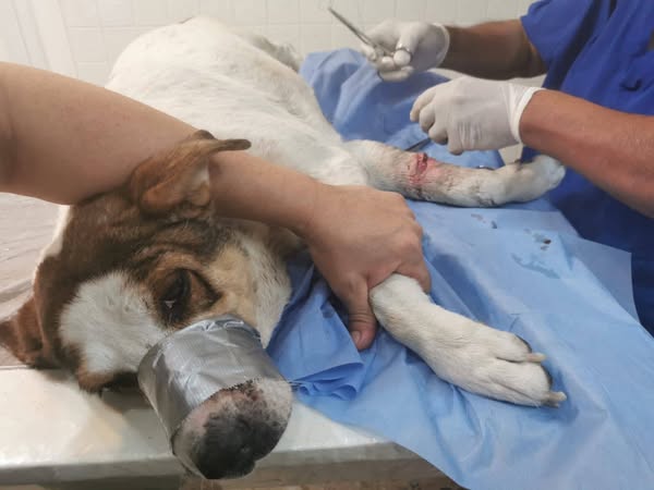 Intenta cortarle patas a perrito