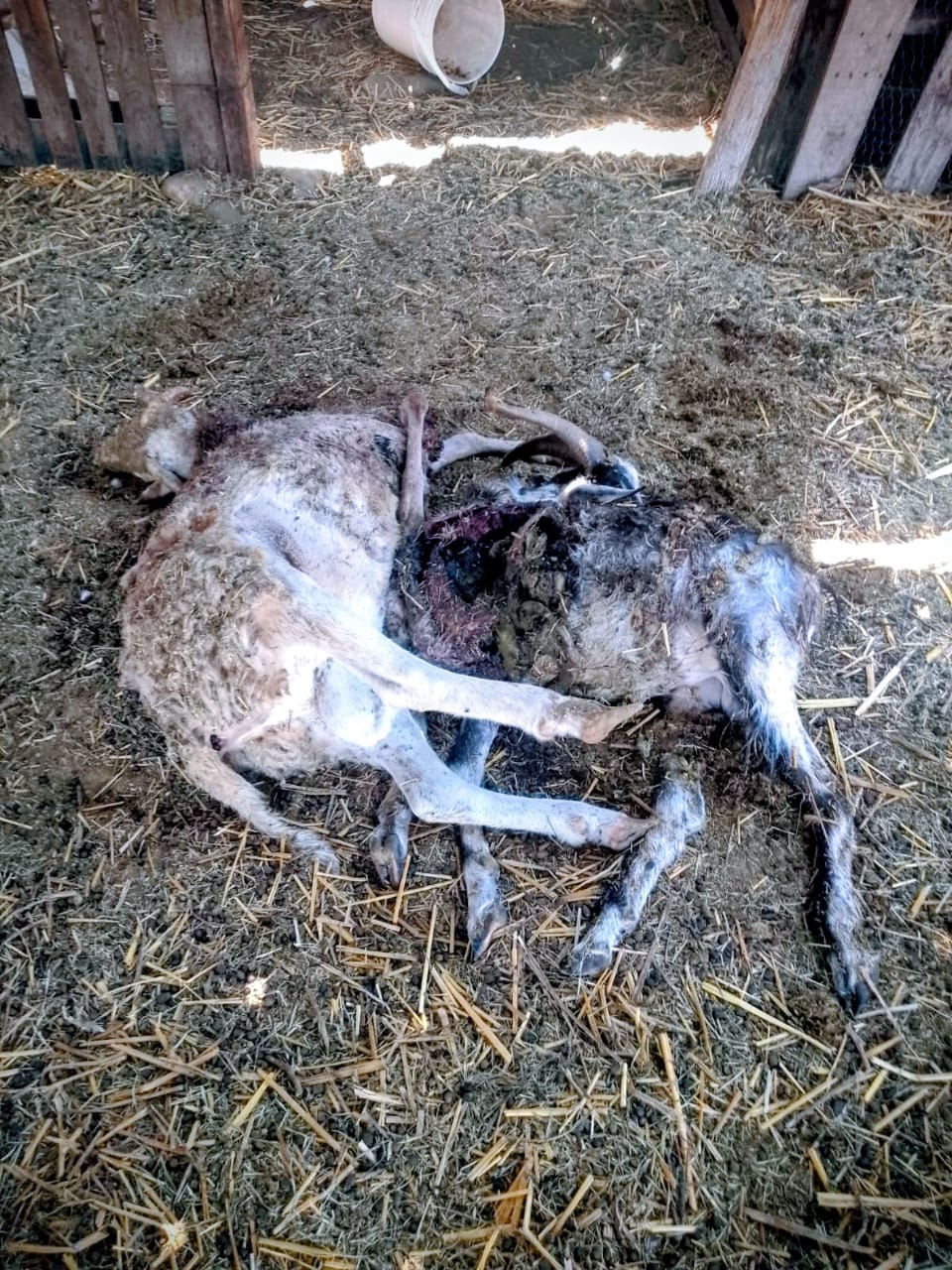 Mata feroz oso ocho animales