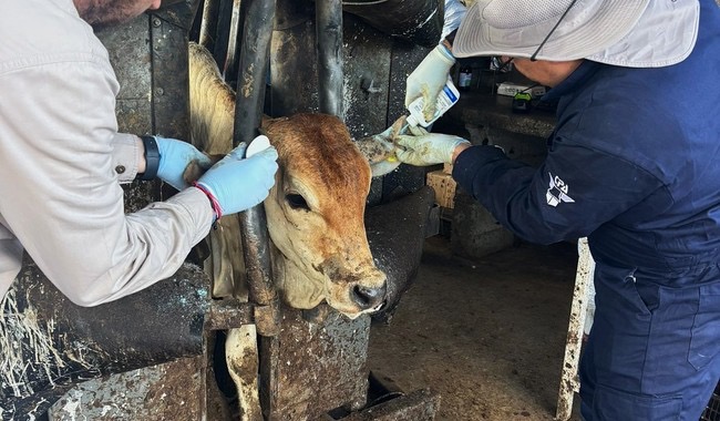Mantiene Coahuila blindaje contra el gusano barrenador