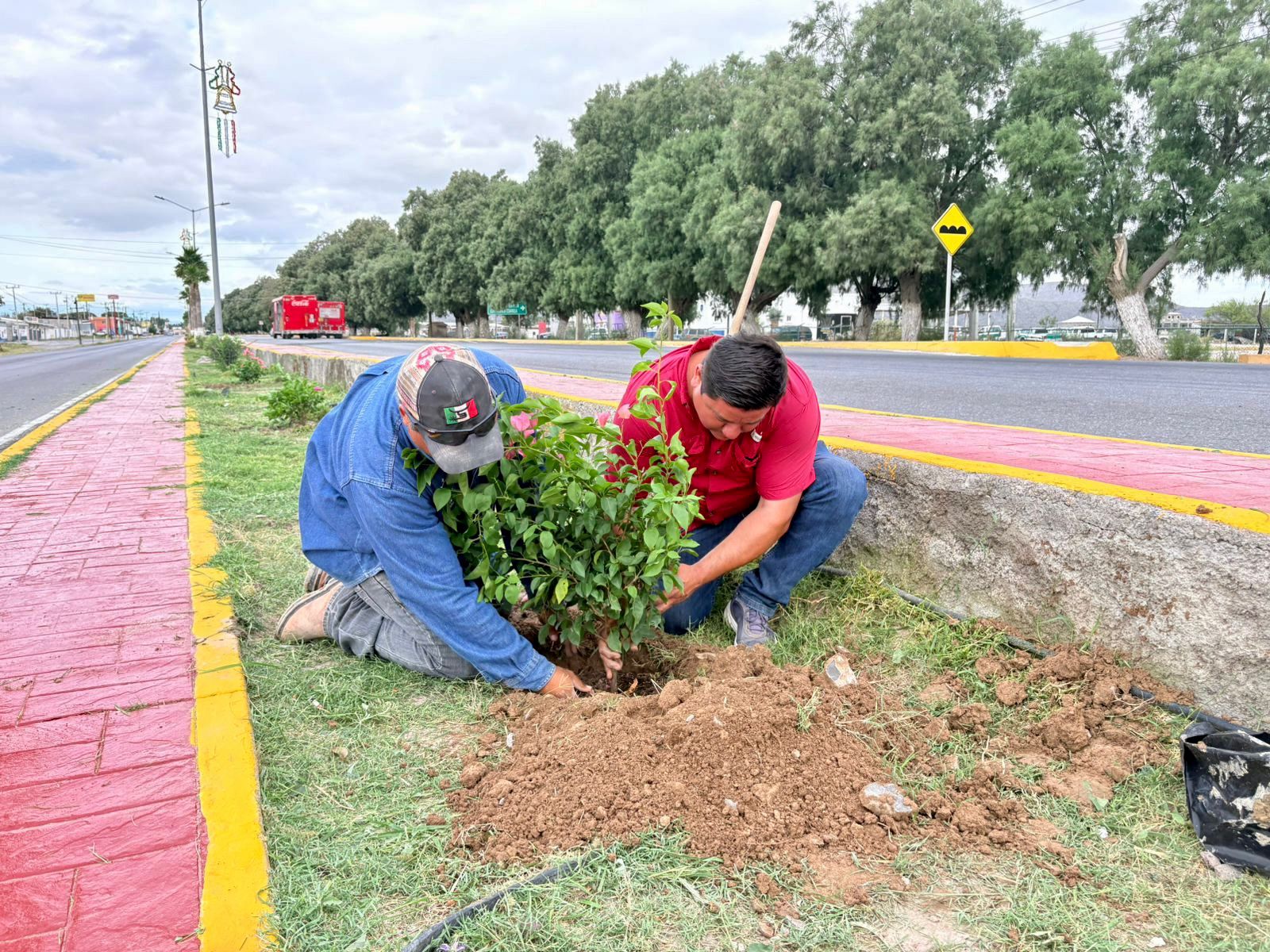 Florecen bugambilias en Cuatro Ciénegas