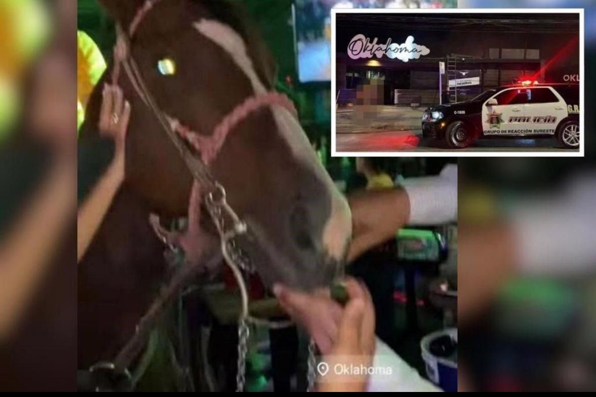 Caballo de cantina: su jinete le invita un trago