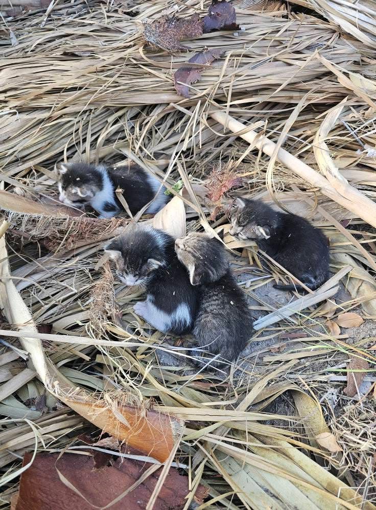 Rescatan trabajadores una camada de gatitos