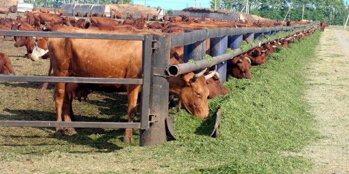 “Monclova, la mejor opción para empacadora de carne”