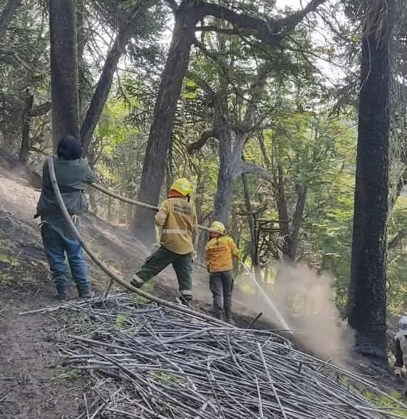 Baja afectación por incendios forestales