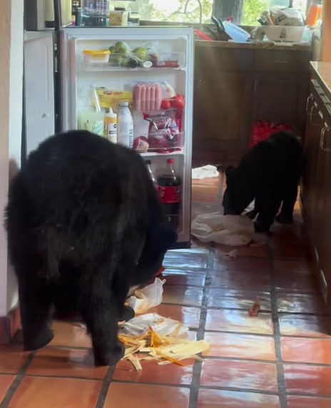 Se meten hasta la cocina; irrumpen osos en cabaña