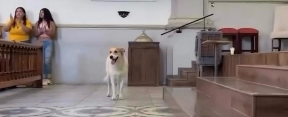 La feligresa más devota de Saltillo tiene cuatro patas