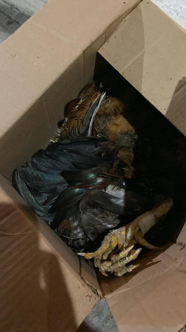 ¿Venganza o brujería? Dejan caja con gallos muertos