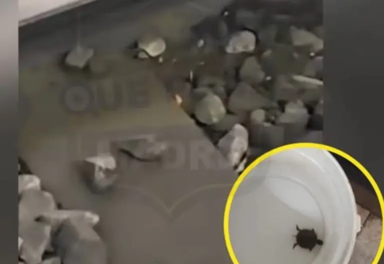 ¡Detienen el Metro por una tortuga! Así fue el insólito rescate en CDMX