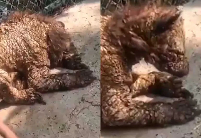 (VIDEO) Exhiben a osezna con desnutrición en zoológico de NL; activistas exigen atención urgente