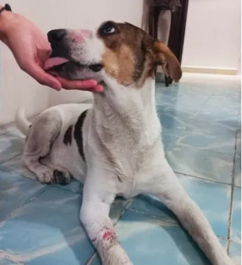Envían a la cárcel a agresor de perro
