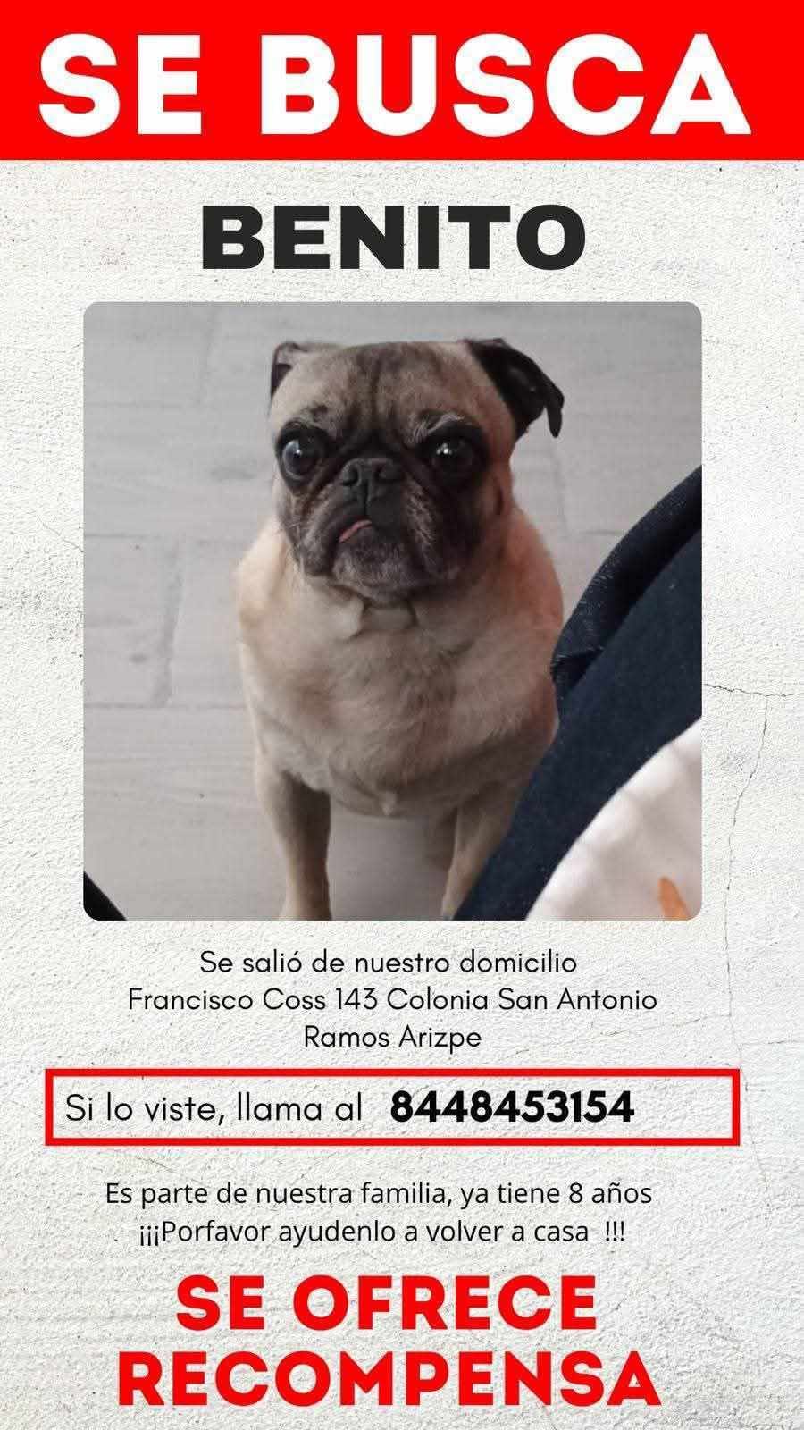 Se busca a Benito, canino extraviado