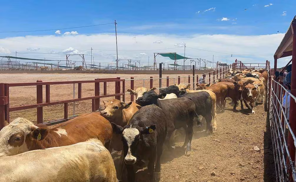 Listo Coahuila para exportar ganado a EU