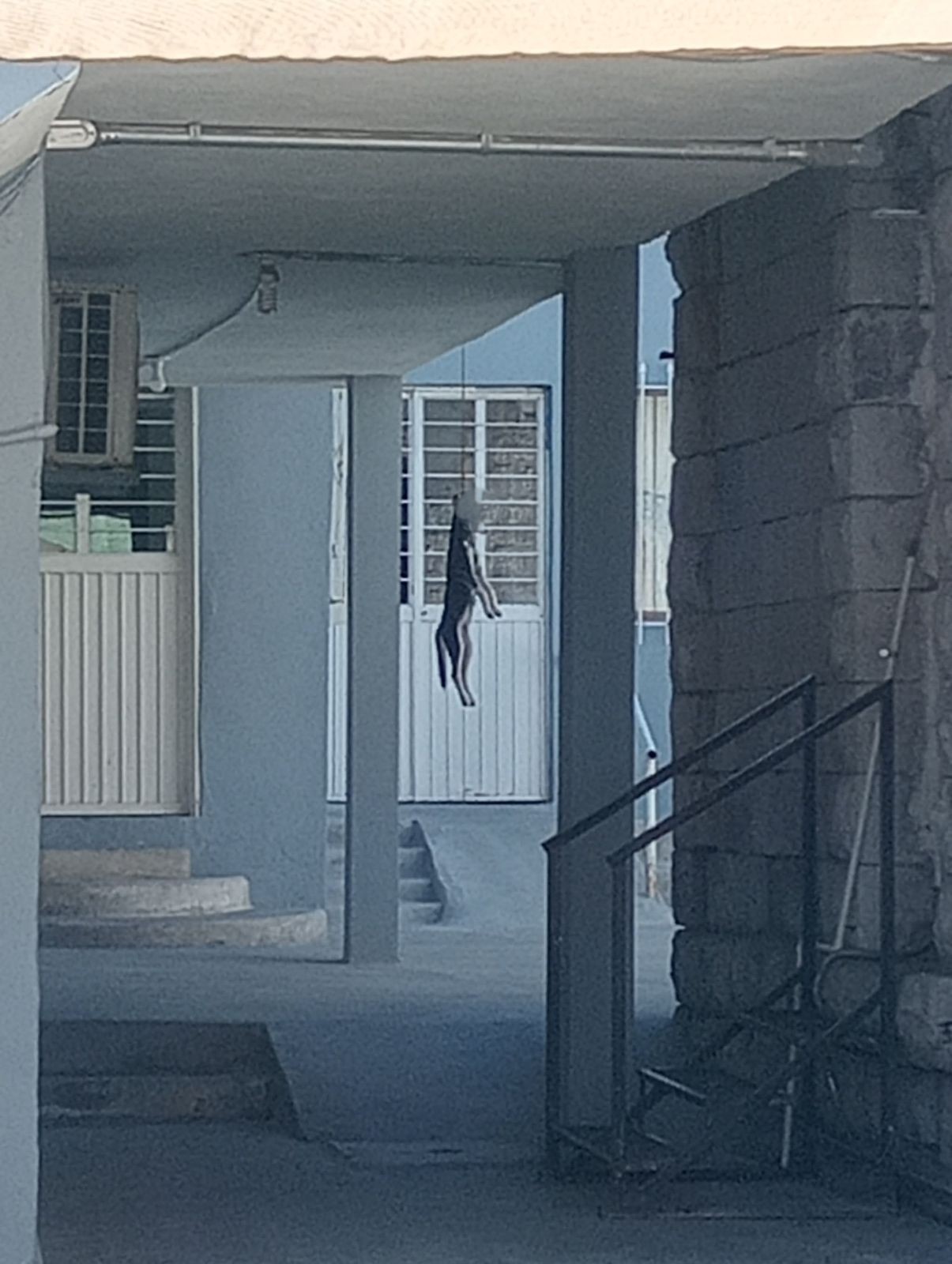 Encuentran a perro colgado en iglesia evangélica de CF
