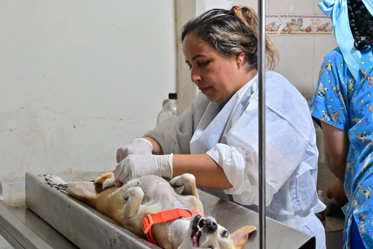 Trabaja SB en rescate y esterilización de mascotas