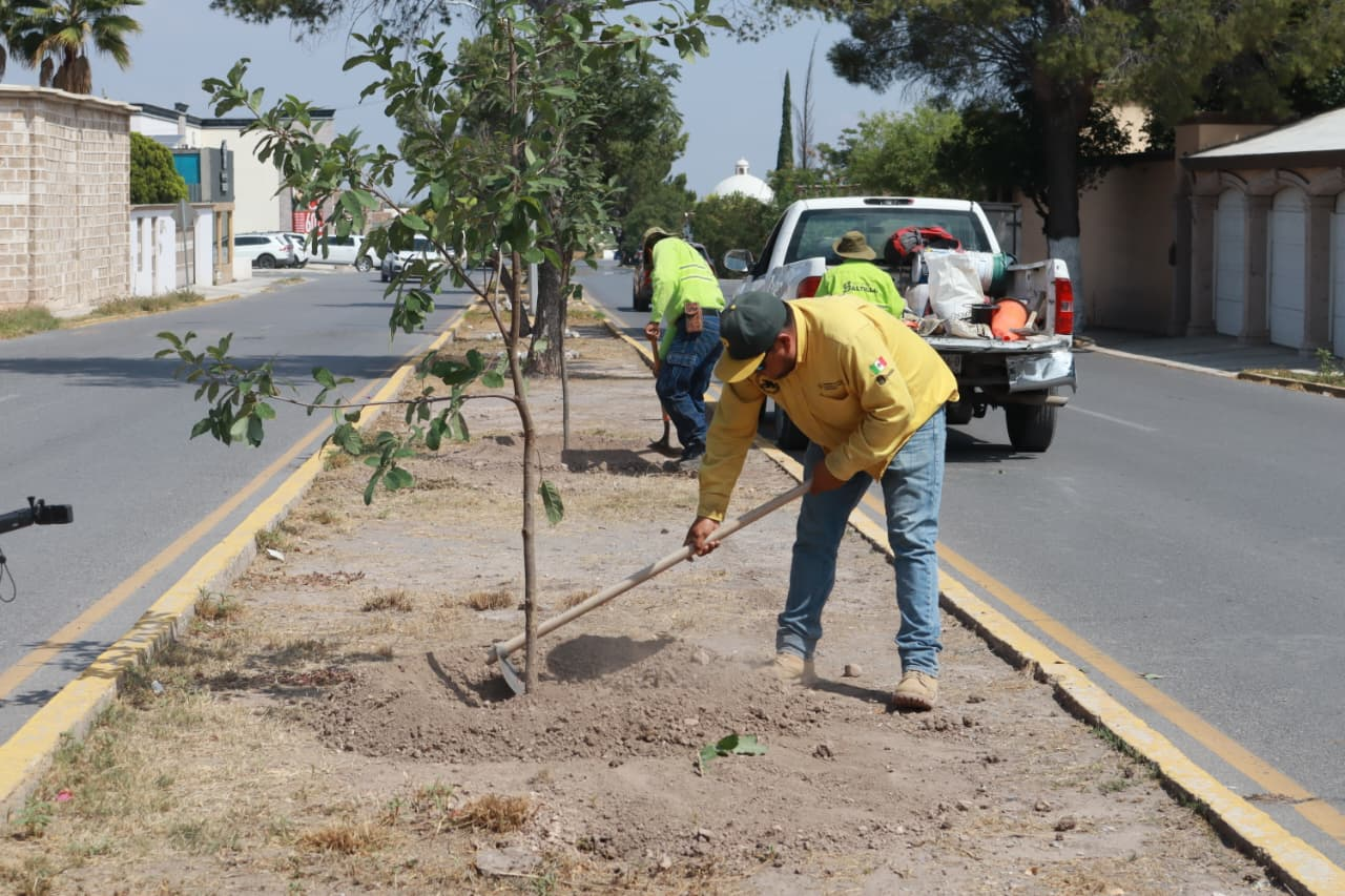 Reforesta Gobierno de Saltillo bulevar Rufino Tamayo