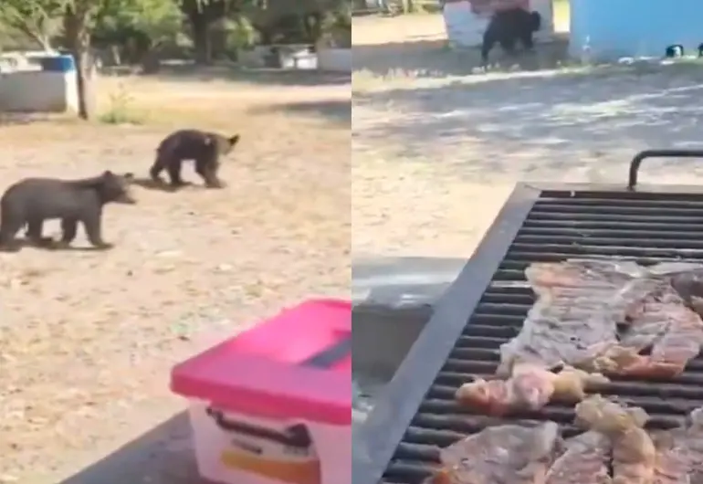 VIDEO | ¿Se armó con todos? Osos llegan a la carnita asada de una familia en Nuevo León