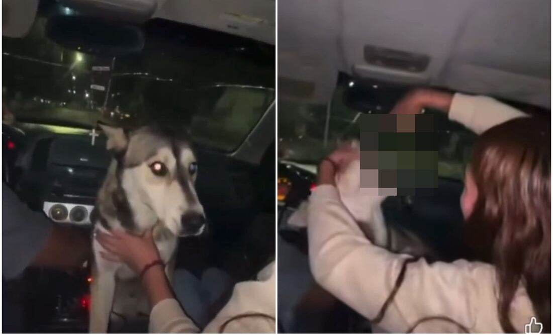 Identifican a mujer que 0bligó a perro a tomar alcohol en Chihuahua; universidad donde estudia atenderá tema