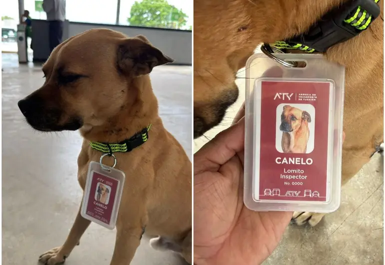 Perrito se pierde en Yucatán y encuentra trabajo como inspector de transporte