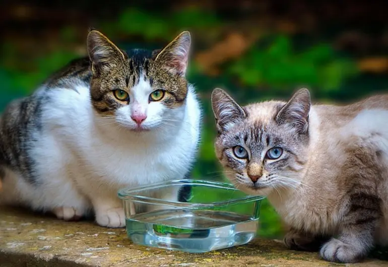 ¿Los gatos tienen siete vidas? Lo que hay detrás de esta famosa creencia
