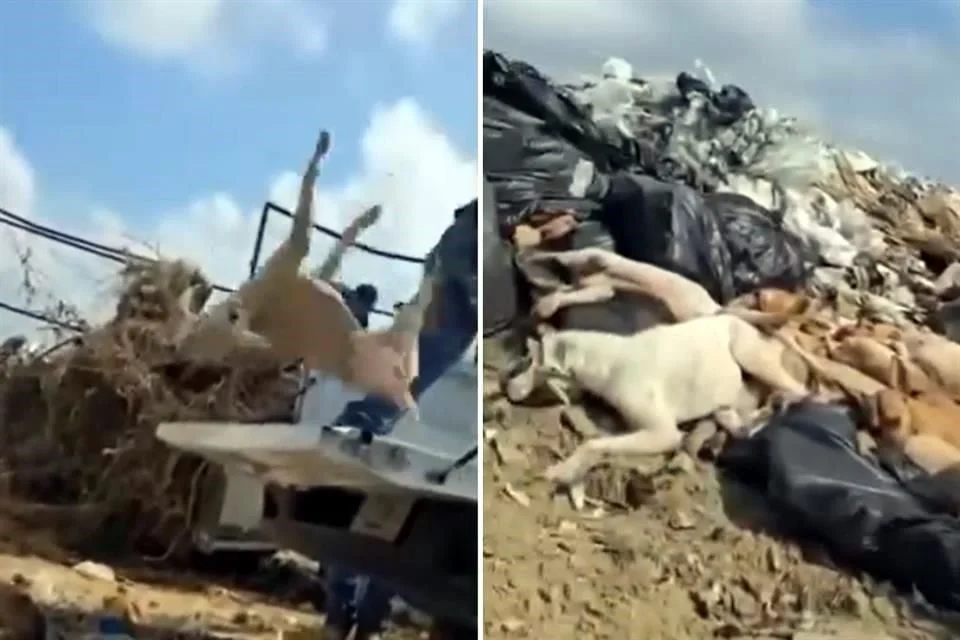 Sancionarán a los que tiraron canes como basura  