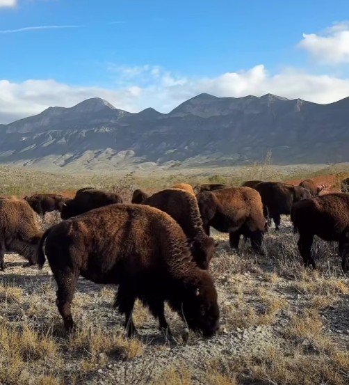 Llegan 44 bisontes a Cuatro Ciénegas