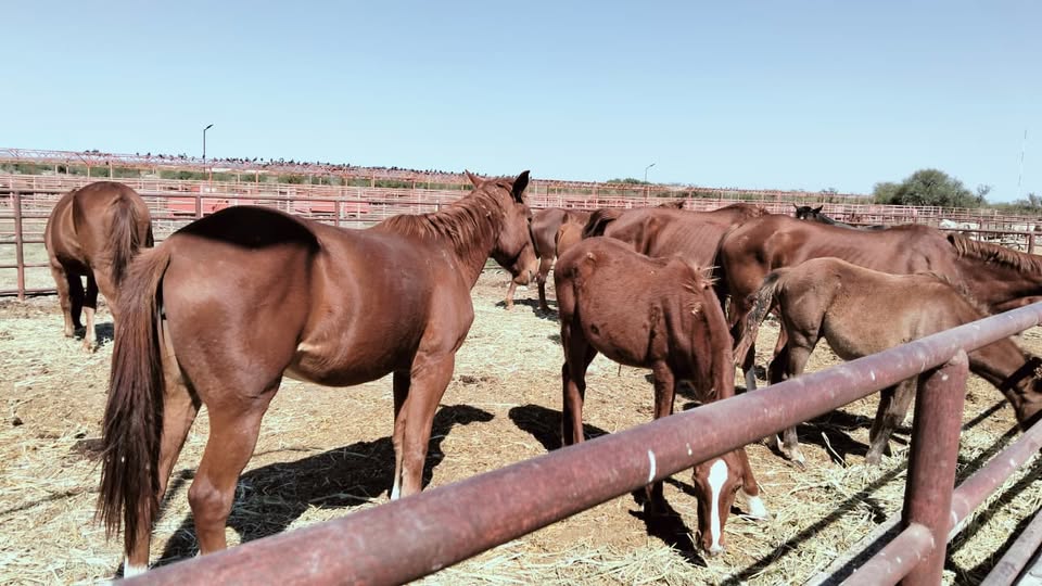 Asegura Asociación Ganadera caballos que fueron robados