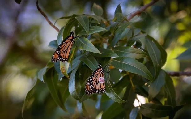 Ubican mariposas a Coahuila en plataforma Monarch Watch