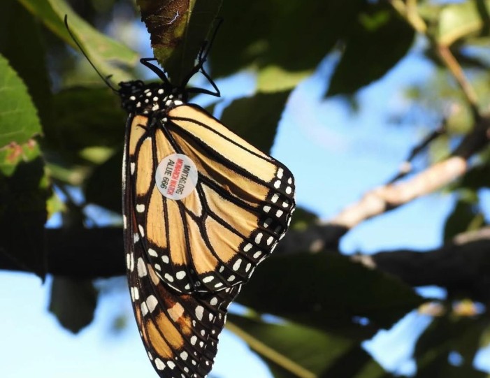Avistan dos mariposas Monarca con etiqueta