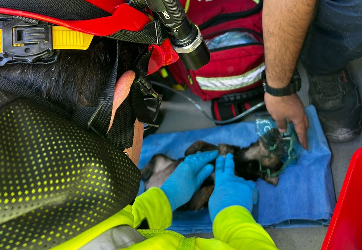 Arde vivienda; muere cachorro