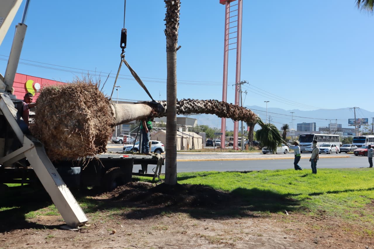 Siguen acciones de reforestación en espacios públicos de Saltillo